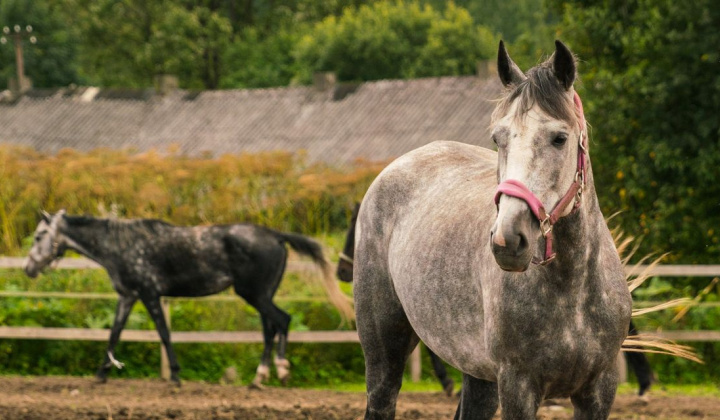 Fotka - Regionálna veterinárna a potravinová  správa